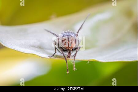 Makro Nahaufnahme einer Fliege, die auf einem Blumenblatt steht Stockfoto