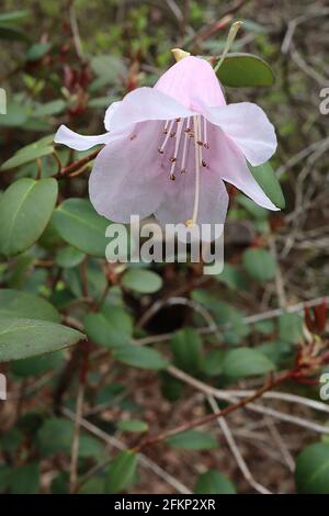 Rhododendron yuefengense Weiße glockenförmige Blüten mit hellrosa Blütenblattrücken, kurze dunkelgrüne längliche Blätter, Mai, England, UK Stockfoto