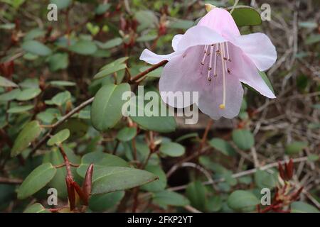 Rhododendron yuefengense Weiße glockenförmige Blüten mit hellrosa Blütenblattrücken, kurze dunkelgrüne längliche Blätter, Mai, England, UK Stockfoto