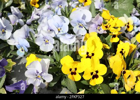 Viola cornuta / Pansy ‘Marina’ Hellblaue Blüten mit weißem Fleck Viola cornuta / Pansy ‘Gelber Fleck’ Gelbe Blüten mit dunkelbraunem Fleck, Mai, Stockfoto