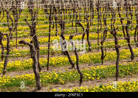 Kanada, Ontario, Niagara on the Lake, Weinreben im frühen Frühjahr mit den zwischen den Weingärten wachsenden Elendelionen Stockfoto