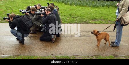 DER NATIONALE START VON CRUFTS 2007 findet vom 8. Bis 11. März im NEC Birmingham statt. Fotoanruf im Green Park in London. Suggs oder Java Wolfe Redbull beobachtet Fotografen beim Fotografieren eines anderen Hundes. PIC David Sandison Stockfoto