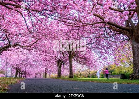 Harrogate, North Yorkshire, Großbritannien. Wetter in Großbritannien - 3. Mai 2021. : Zwei Frauen, die Spaß beim Selfie haben, während sie die rosa Kirschblütenbäume trotz Regen in voller Blüte genießen, The Stray rein, Harrogate, North Yorkshire, England, UK Stary rein, Harrogate, North Yorkshire, UK Rebecca Cole/Alamy News (c) Stockfoto