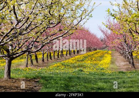 Kanada, Ontario, Niagara am See, blühender Pfirsich-Obstgarten im Frühling mit dem wachsenden Elendelion Stockfoto