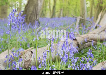 Teppich von Bluebell in Bluebell Woods in Flamstead, Hertfordshire Stockfoto