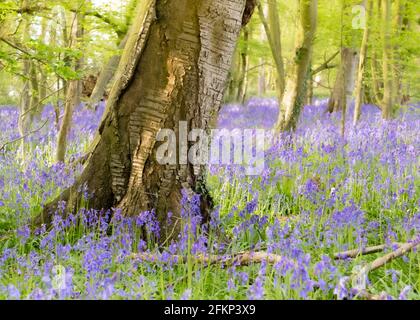 Teppich von Bluebell in Bluebell Woods in Flamstead, Hertfordshire Stockfoto