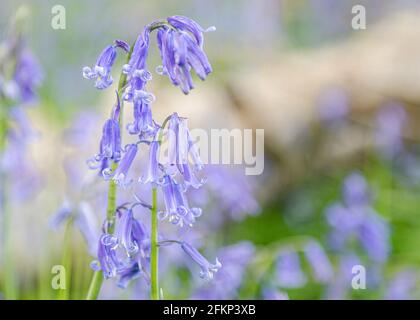 Teppich von Bluebell in Bluebell Woods in Flamstead, Hertfordshire Stockfoto