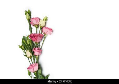 Blüten eustoma rosa und weiß auf weißem Hintergrund isoliert Stockfoto