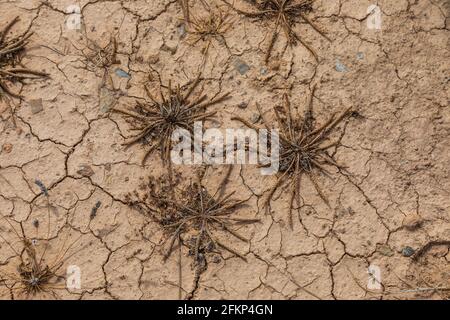 Naturhintergrund von geknackten trockenen Ländern. Natürliche Textur des Bodens mit Rissen. Zerbrochene Tonoberfläche aus karger Trockenlandbrache aus nächster Nähe. Wildgetrockneter Bus Stockfoto