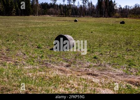 Runde Heuballen frisch auf einem Feld an einem sonnigen blauen Himmel geerntet. Naturfoto. Anfang Frühling. Stockfoto