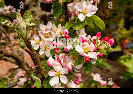 Apple Blossom, Upper Weld, Hampshire, Großbritannien Stockfoto