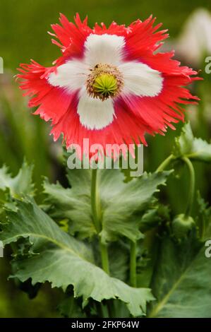 In der Mittagssonne blüht Mohn im Garten Stockfoto