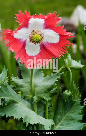 In der Mittagssonne blüht Mohn im Garten Stockfoto