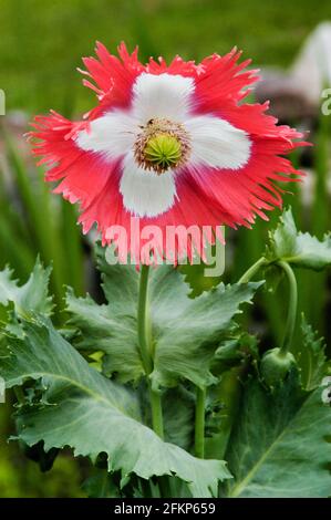 In der Mittagssonne blüht Mohn im Garten Stockfoto