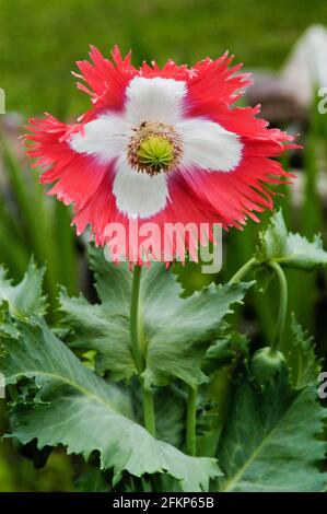 In der Mittagssonne blüht Mohn im Garten Stockfoto