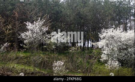 Blühende Wildkirschen Stockfoto