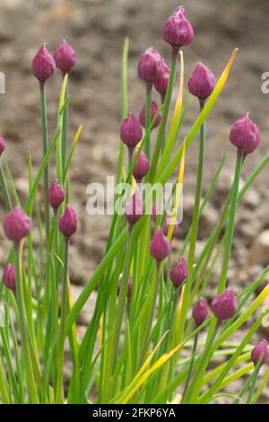 Allium schoenoprasum, Schnittlauch blüht im Frühling UK Stockfoto