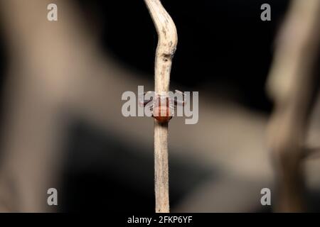 Schöne Krabbenspinnen Draufsicht Stock Foto Stockfoto