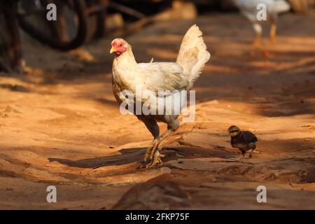 Henne mit ihrem Baby Stock Foto Stockfoto