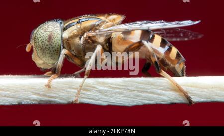 Finde Eyed Hoverfly auf meinem Stockfoto Stockfoto