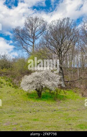 Svanninge-Hügel in der Nähe von Faaborg, Dänemark Stockfoto