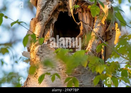 Niedlicher Sperrinkeuge, der aus seinem Nest in den Stamm eines Baumes guckt. Sein Geschwisterchen befindet sich weiter unten im Hohlraum. Stockfoto