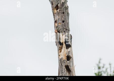 Northern Flicker arbeitet an seinem Nest im Hohlraum von Ein großer Baum mit zahlreichen Löchern von Spechten Stockfoto