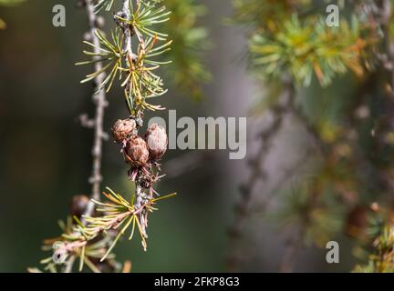 Kleine Pinekonen auf Zweig mit grünem Hintergrund Stockfoto