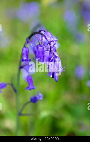 Wilde Bluebells (Hyacinthoides non-scripta) blühen in Chalet Wood, Wanstead Park, London, Großbritannien Stockfoto