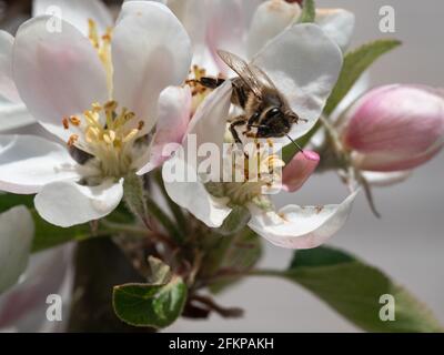 Bienenzucht von Apfelblüten. Stockfoto