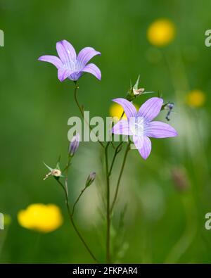 Nahaufnahme einer sich ausbreitenden Glockenblume (Campanula patula) an einem bewölkten Tag im Sommer, grüner Hintergrund Stockfoto