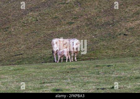 Eine Kuh und ihr Kalb in der Landschaft von Sussex Ein Frühlingsmorgen Stockfoto