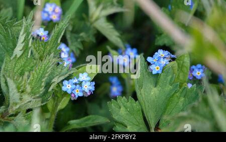 Wildes grünes Alkanett (Pentaglottis sempervirens) Mit schönen blauen Bienen, die Blumen anziehen Stockfoto