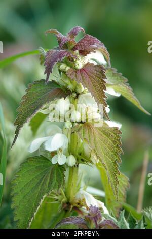 Die Knospen der frühen Frühjahrsblüte auf Brennnesseln Stockfoto