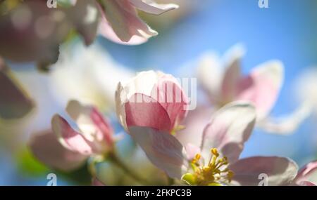 Apfelblüten über verschwommenem Naturhintergrund. Frühlingsblumen. Federhintergrund Stockfoto