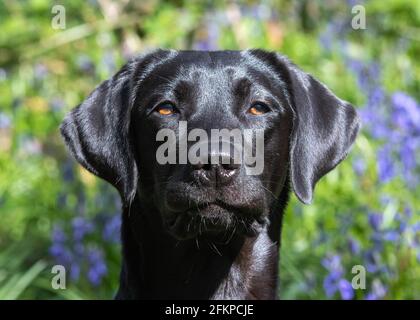 Labradors in Bluebells und Wasser Stockfoto