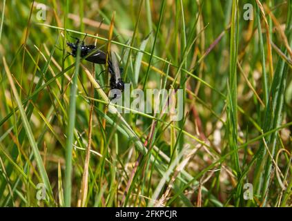 Sich paarende schwarze Fliegen im langen grünen Wiesengras Stockfoto