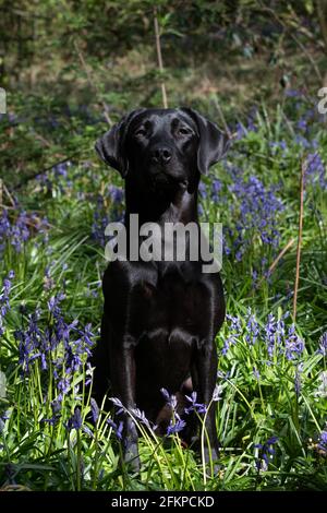 Labradors in Bluebells und Wasser Stockfoto