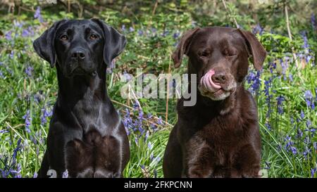 Labradors in Bluebells und Wasser Stockfoto