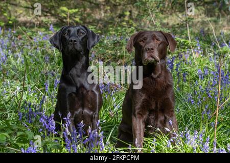 Labradors in Bluebells und Wasser Stockfoto