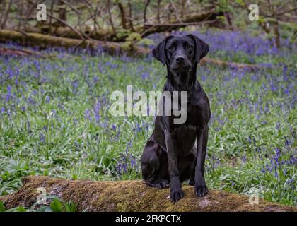 Labradors in Bluebells und Wasser Stockfoto