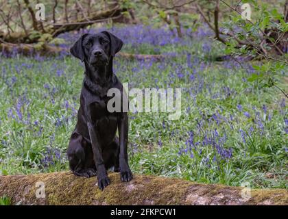 Labradors in Bluebells und Wasser Stockfoto