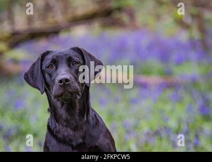 Labradors in Bluebells und Wasser Stockfoto