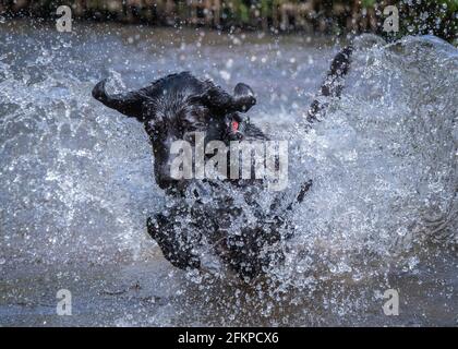 Labradors in Bluebells und Wasser Stockfoto