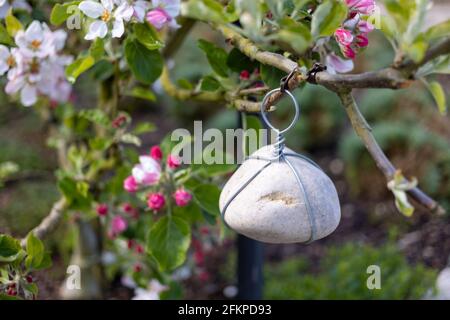 Nahaufnahme eines jungen Apfelbaums mit angeschlossenem Stein Das Baumglied in die richtige Position zu bringen Stockfoto
