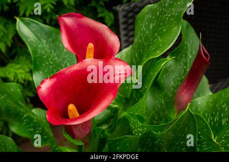 Kastanienbraune Blume aus Calla und grünen Blättern Stockfoto