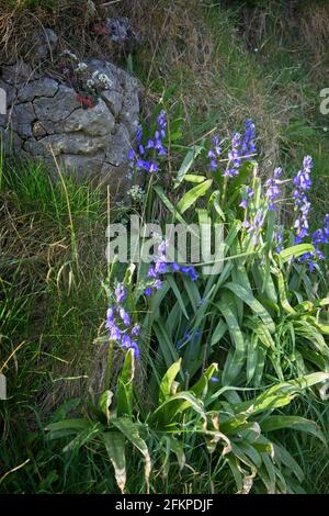 Wilde Bluebells (Hyacinthoides non-scripta) wachsen entlang des Küstenpfades in der Nähe von Trow Beach, South Shields in South Tyneside. Stockfoto