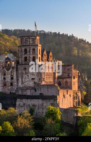 Heidelberger Schloss im schönen Abendlicht an einem sonnigen Frühling Tag Stockfoto