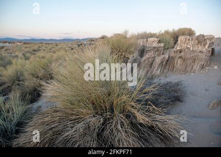 Die Sandtufas am Navy Beach von Mono Lake, Mono County, CA, USA, wurden unter Wasser gebildet und sind zerbrechlich. Stockfoto