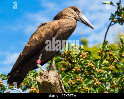 Hamerkop (Scopus Umbtetta) Stockfoto